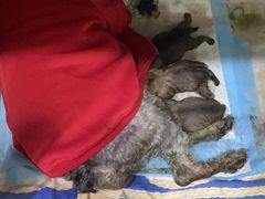 -暖阳宠物医院·犬猫康复中心·骨科
