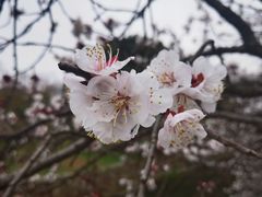 -无锡梅园公园