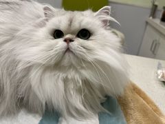 -艾吉宠物医院·疑难杂症转诊中心·猫友好(碧江路院)