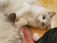 -momokira米努特·德文卷毛猫·棉花面纱犬