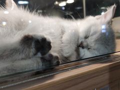 -宠物世家(仲盛世界商城店)