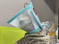 -四月宠物医院·猫专科·心脏专科·内科(转塘店)