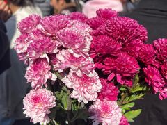 -越秀西湖花市(广州城市广场花卉店)