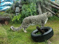 -青藏高原野生动物园