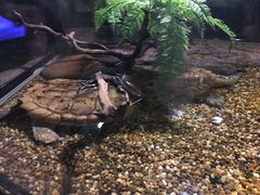 -暹罗海洋世界