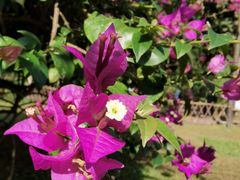 -中国科学院西双版纳热带植物园