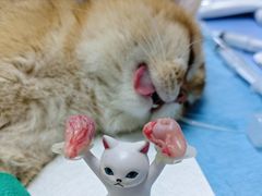 -派美特宠物医院·核磁CT·骨科肿瘤·疑难转诊(沈农禾丰店)