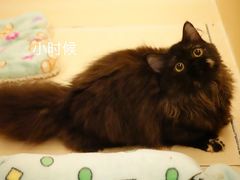 -momokira米努特·德文卷毛猫·棉花面纱犬