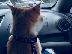 -芭夯兔·无骨兔汤锅(华阳店)