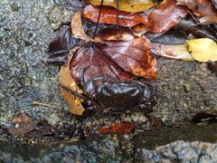 -海南热带雨林国家公园吊罗山景区