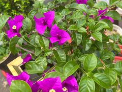 -龚家花园农家乐休闲别墅