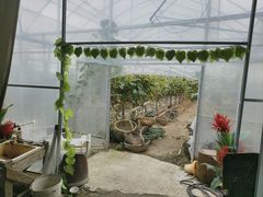 -马陆小张葡萄园农家乐