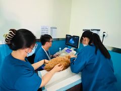-康爱犬猫诊所·牙专科·骨外科·影像内科(丰宁店)