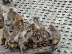 -西安秦岭野生动物园