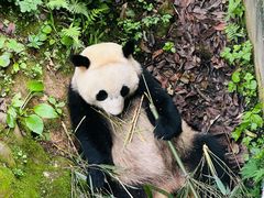 -中国大熊猫保护研究中心雅安碧峰峡基地