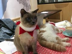-滚猫咖啡·猫咖·猫友好撸猫(未来城店)