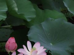 -莫愁湖公园