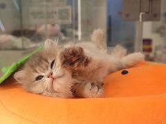 -babydoll猫舍·米努特·德文·缅因(久光中心店)