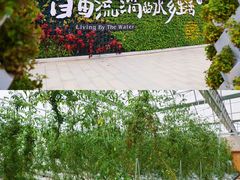 -江门古劳水乡旅游区