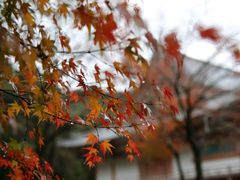 -醍醐寺