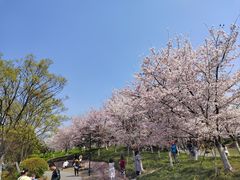 -径山花海