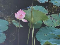 -厦门园林博览苑