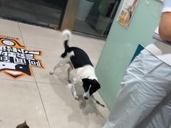 -佳雯宠物医院·皮肤科·内外科(春晓路分院)