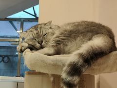 -猫咪派对(江南西店)