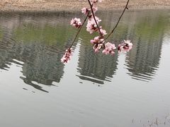 -桃花堤公园