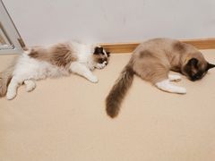 -猫在这儿猫咪咖啡馆·撸猫馆