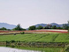 -径山花海