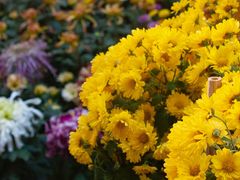 -杭州植物园