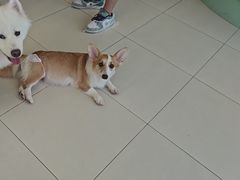-怪兽屋·羊驼·猫咖·狗咖(俊华广场店)
