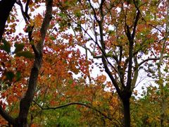 -上海海湾国家森林公园