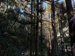 -天目山大树王景区