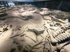 -自贡恐龙博物馆