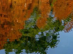 -深圳仙湖植物园