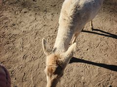 -北京麋鹿生态实验中心