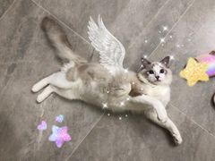 -瑞鹏宠物医院·微创内窥镜·骨外科·牙科(翠竹分院)