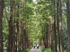 -上海滨江森林公园