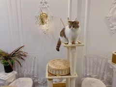 -共舞时光猫咖·狗咖(新街口店)