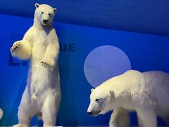 -贝林大翅鲸简餐厅(国家海洋博物馆店)