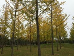 -洨河生态公园