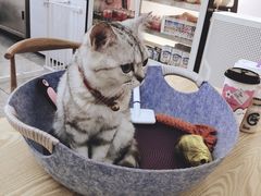 -绒爪撸猫下午茶·猫咖