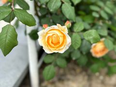 -奉浦四季生态园