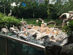 -新加坡飞禽公园