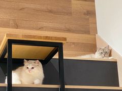 -瞄一喵猫咖(格力海岸店)