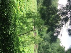 -合肥滨湖国家森林公园