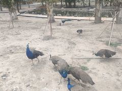 -新疆天山野生动物园