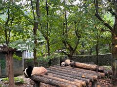 -都江堰中华大熊猫苑